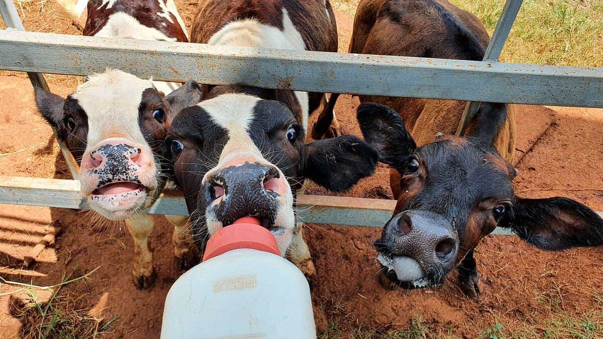 Выпаивание телят