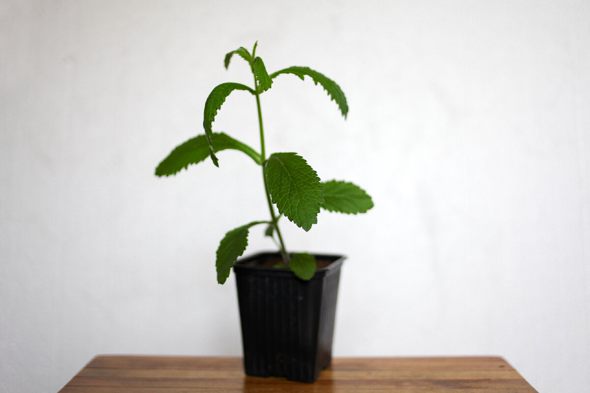 Рассада вербены бонарской.