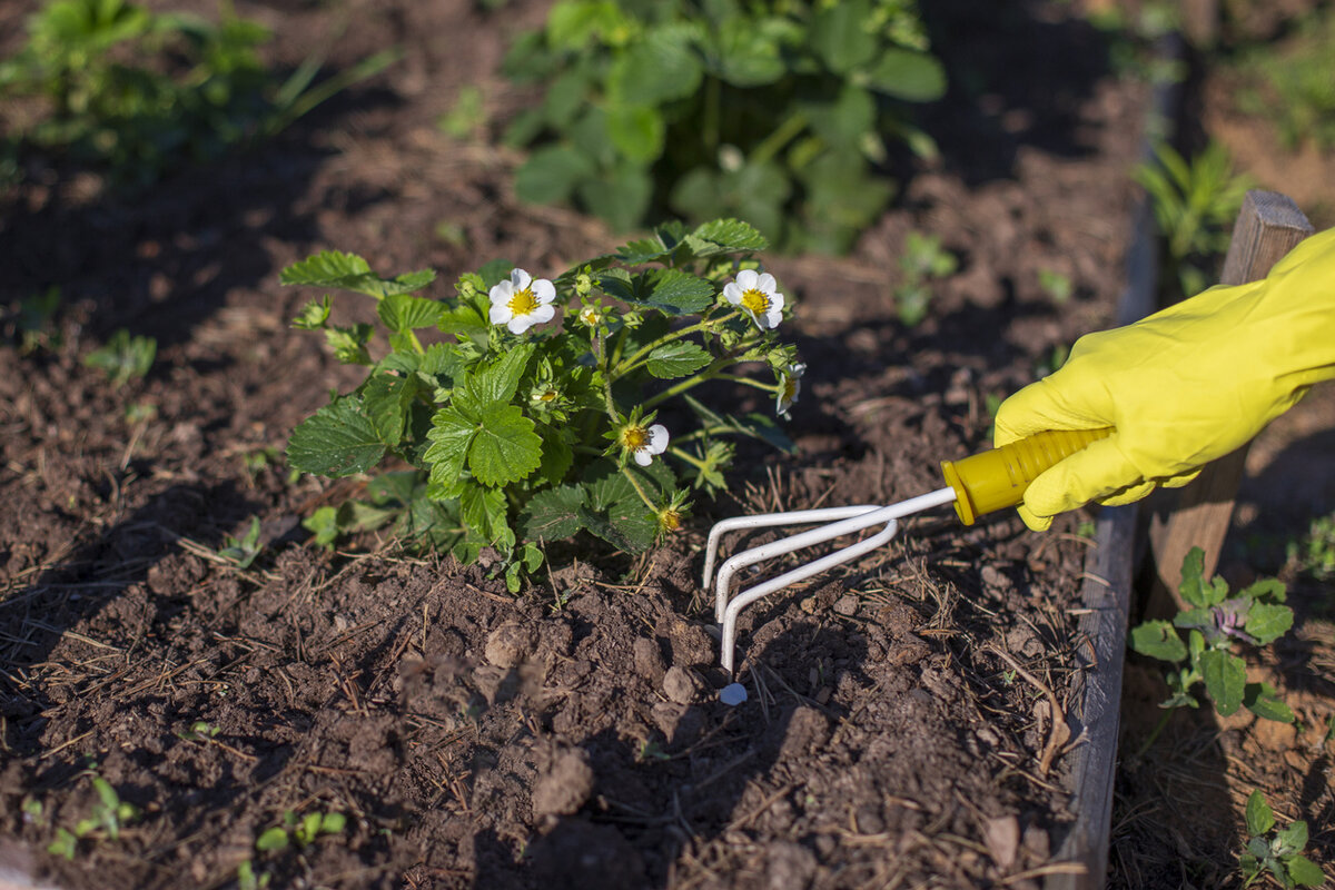    Как сделать почву рыхлой?
