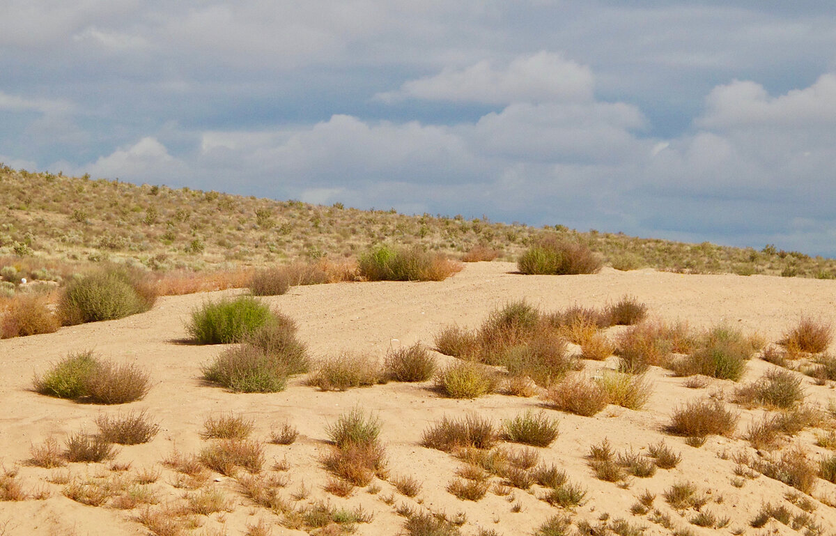    На песке мало что растет