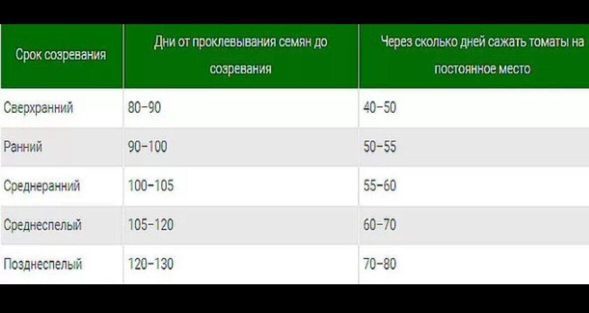 За сколько дней до высадки сеять помидоры. Сроки посева томатов по срокам созревания таблица. Сроки созревания томатов. Срок созревания помидоров. Период созревания томатов.