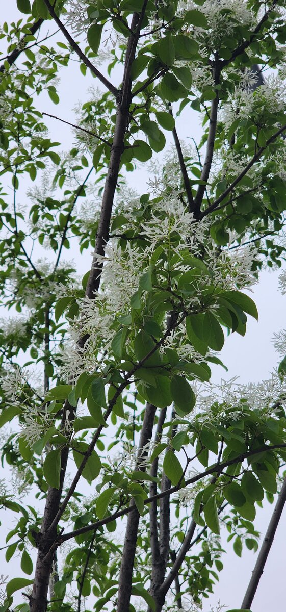 Чайное дерево.