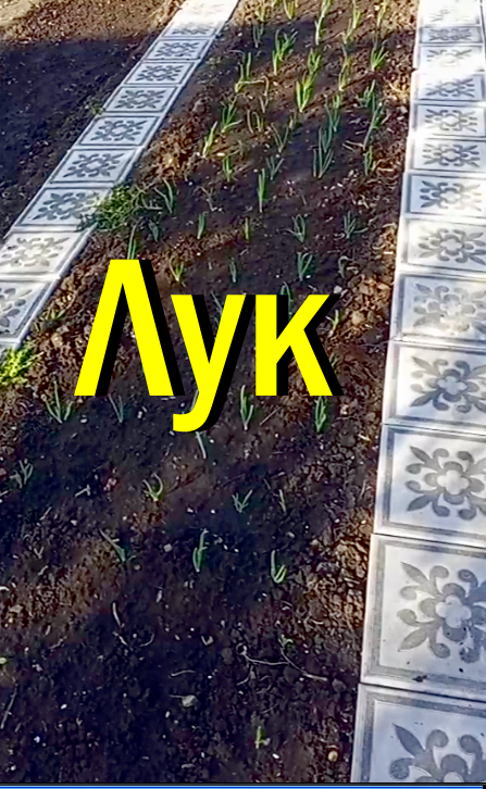 Лук уже взошёл