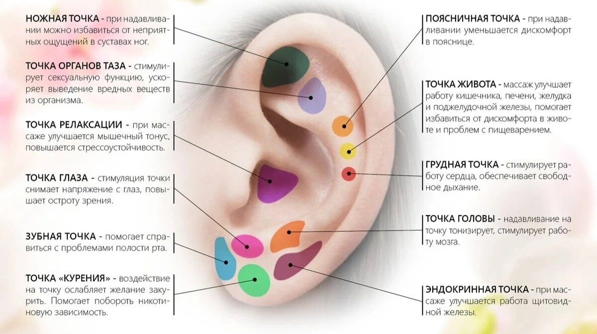 Какие точки находятся на ушах человека фото Для здоровья вам нужны только уши! О правильном уходе и пользе самомассажа ушей 