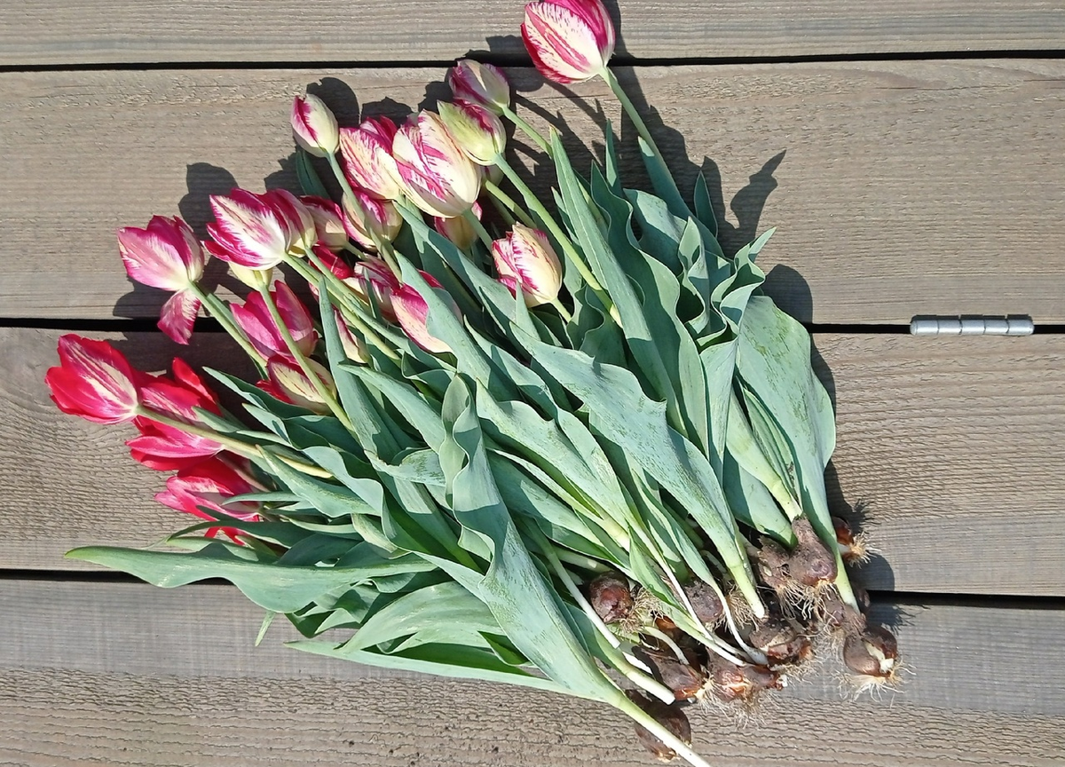 Вчера насобирала целый букет!