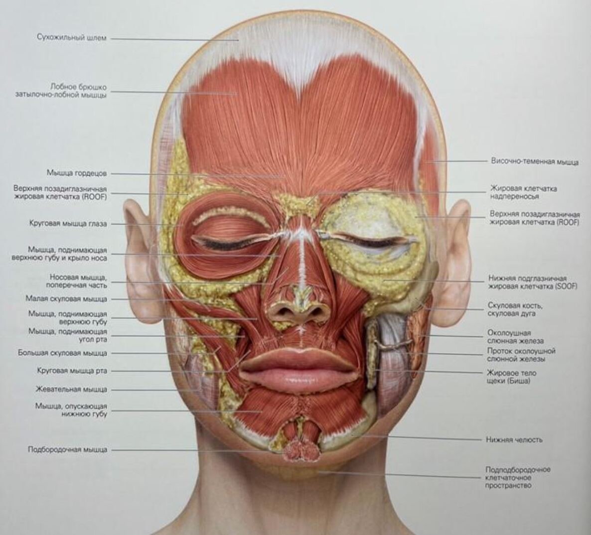 Мышцы и жировые пакеты лица 