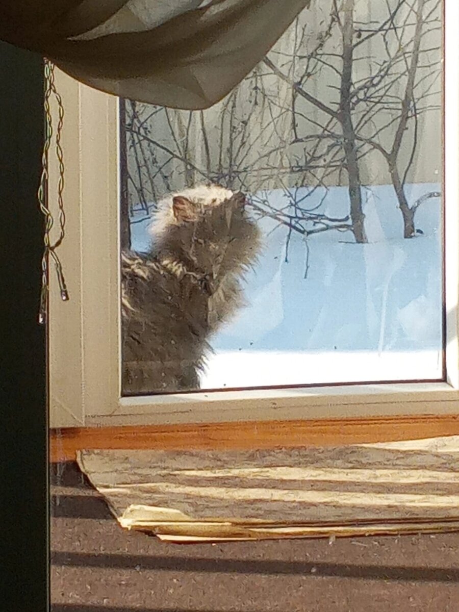 Помните Тасю, породистую кошечку, которая заглядывала во все окна, но все её гнали прочь в Дюртюлях зимой? Как-то раз она заглянула в нужные стеклянные двери... Как сложилась её судьба?