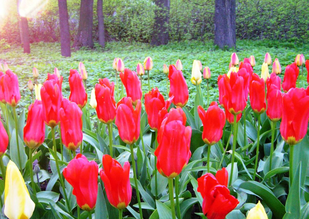 Тюльпаны Фостера. Фото с инета.