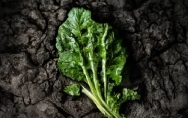    Защита сахарной свеклы от ризоктониоза – американский опыт