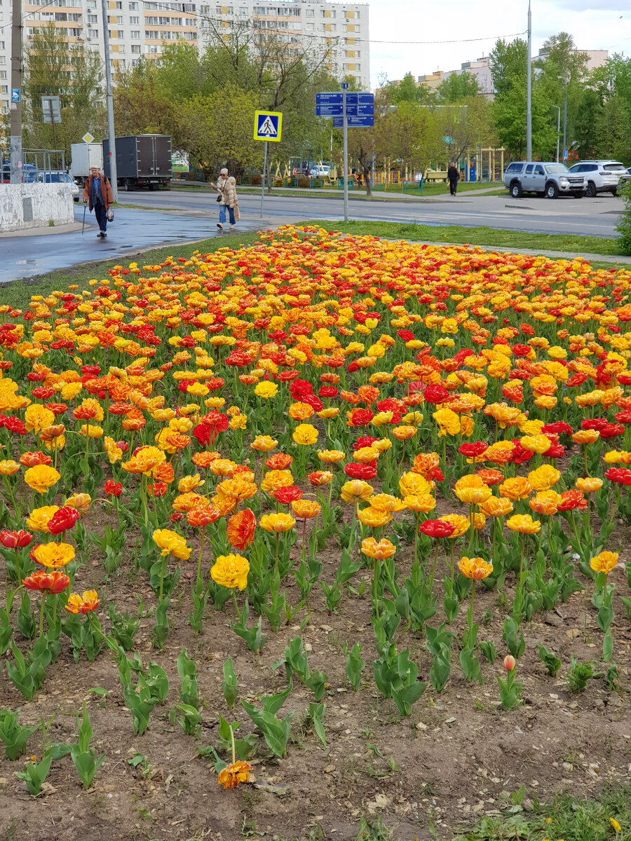 цветут тюльпаны