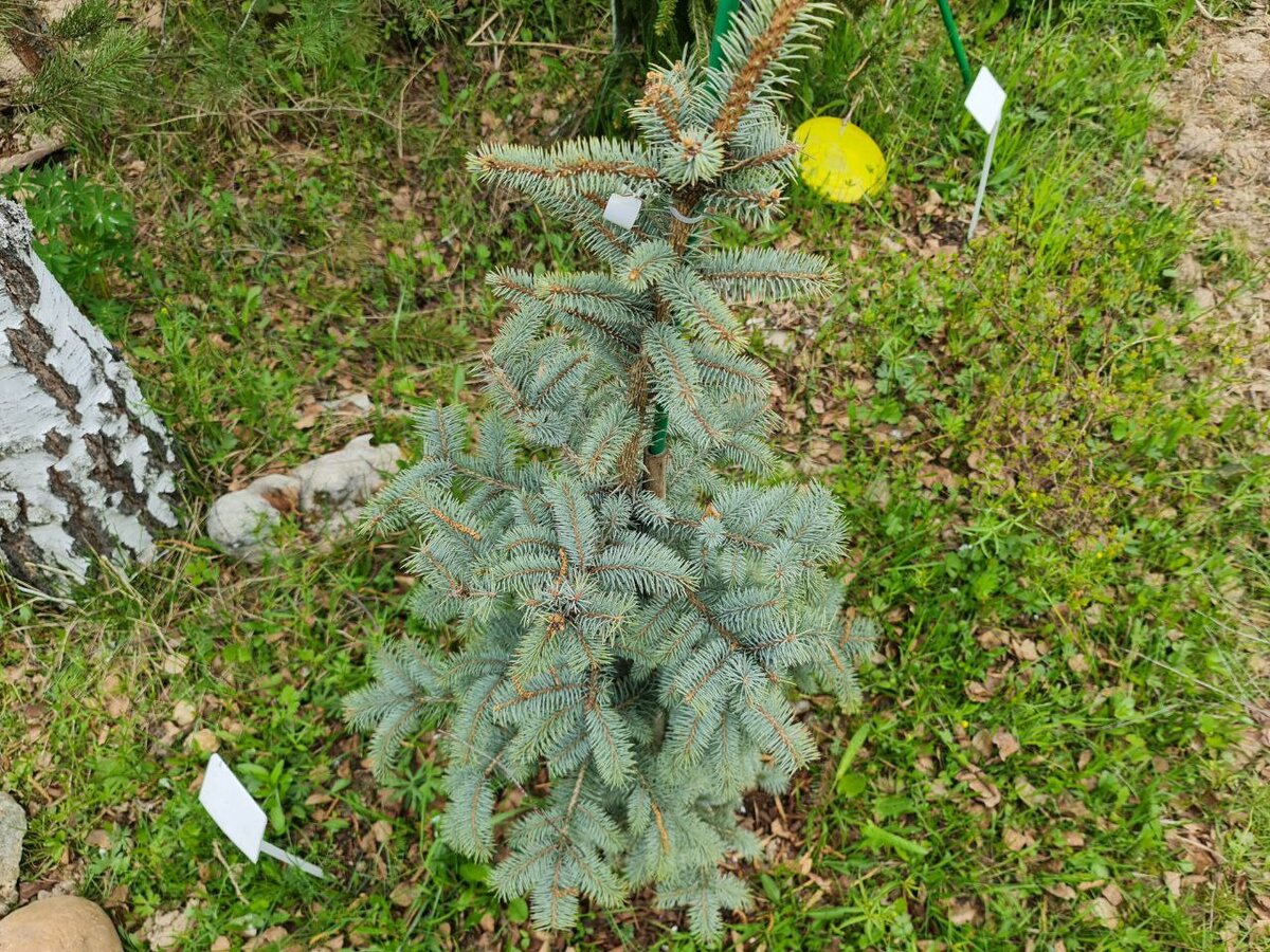 Продажа ель колючая Эдит- Picea pungens Edith. Купить в СПб. Описание. Фото. Цен