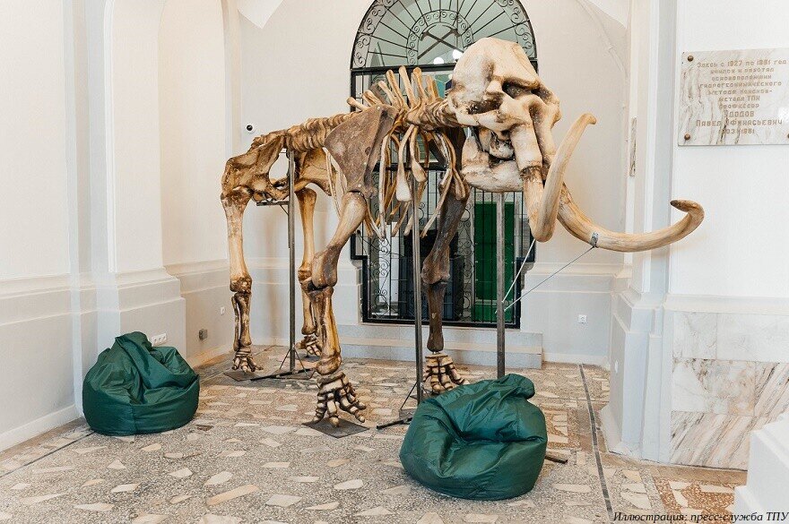 В Горном корпусе Томского политехнического университета (ТПУ) установлен новый арт-объект — частично напечатанный на 3D-принтере скелет взрослого мамонта.