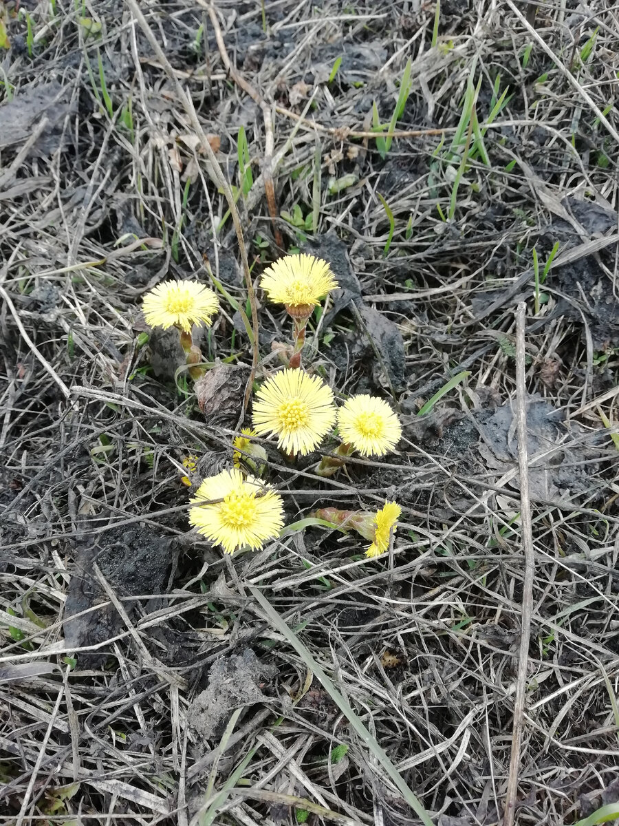 Мать-и-мачеха