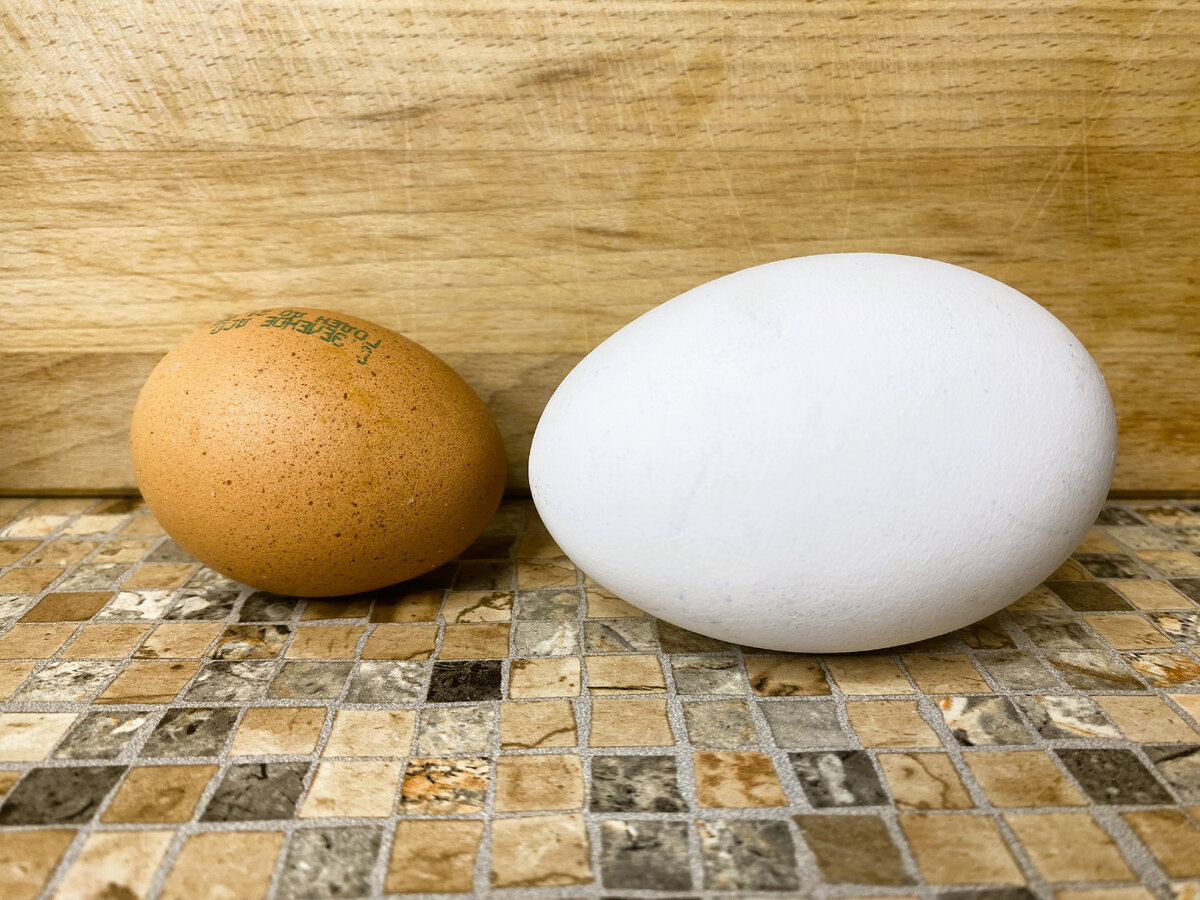 Гусиные яйца едят. Гусиные яйца. Блюда из гусиных яиц. Костяное яйцо с курочкой. Яйца гуся.