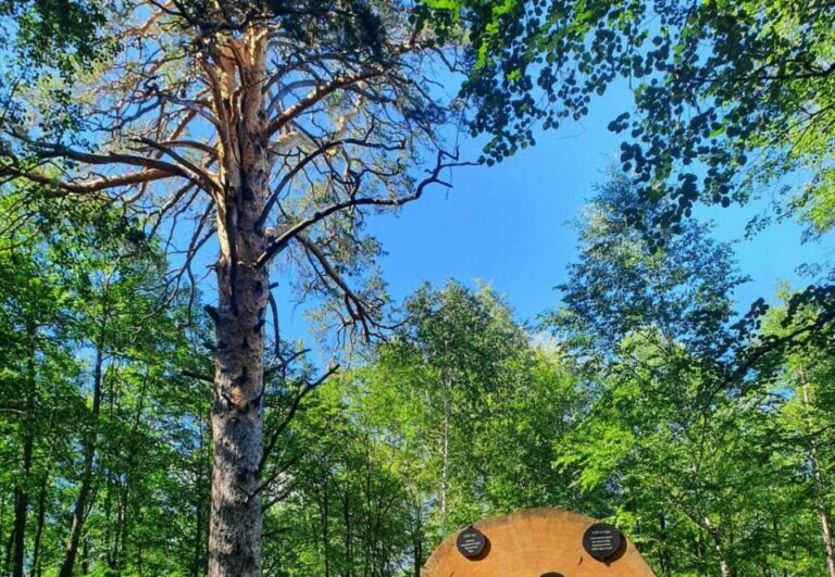    Бузулукская Царица-сосна продолжает борьбу за звание главного Российского дерева года Кристина Просвиркина