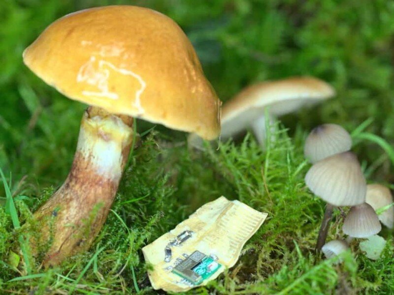    Чипы из грибов вскоре могут стать обыденностью