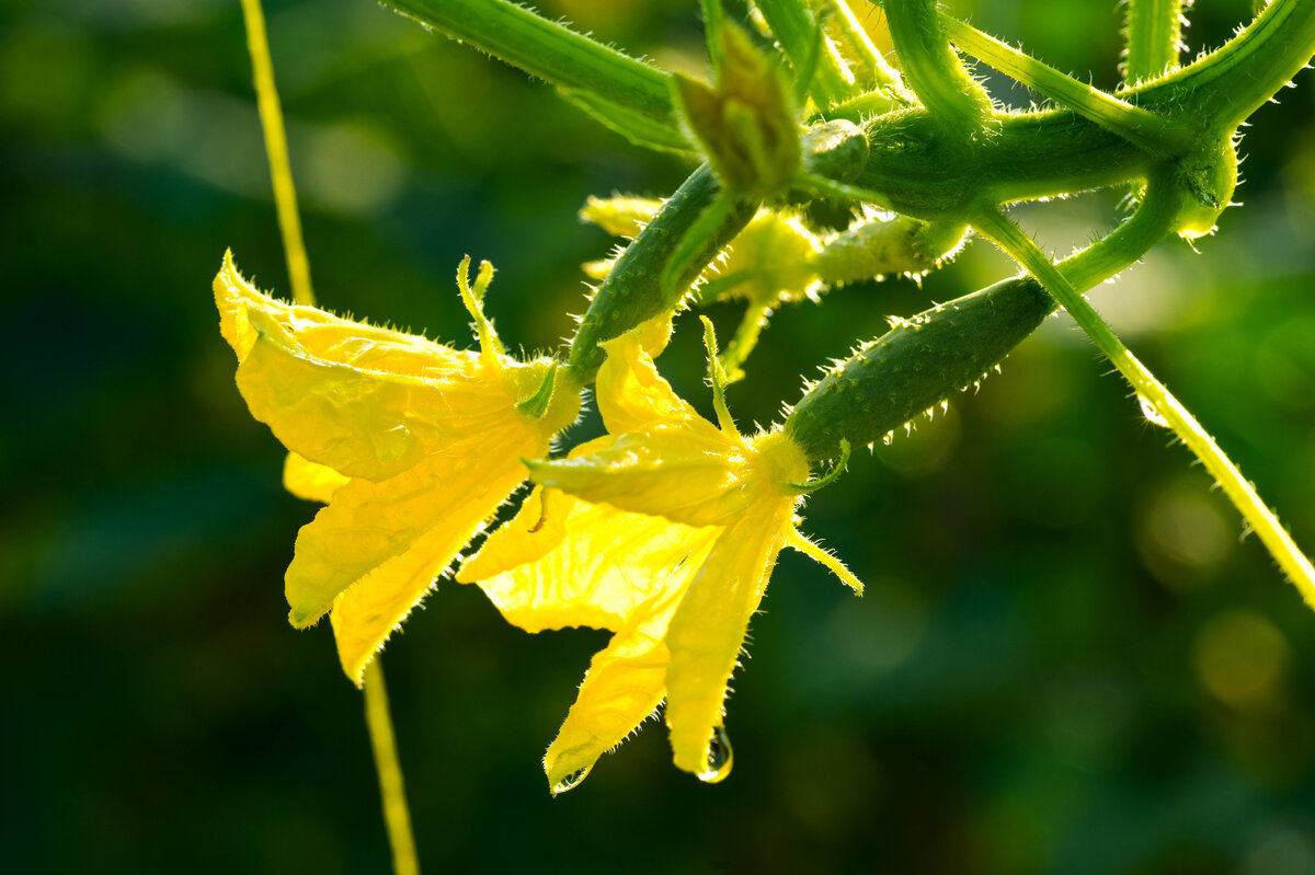     Почему желтеют и опадают завязи у огурцов и можно ли спасти урожай?
