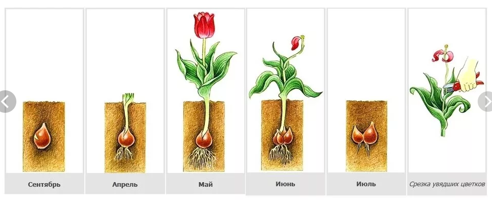 Тюльпан схема растения