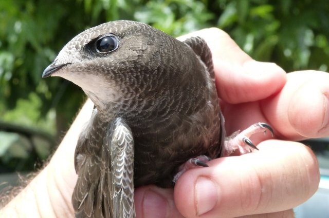    Что делать, если вы увидели на земле стрижа?