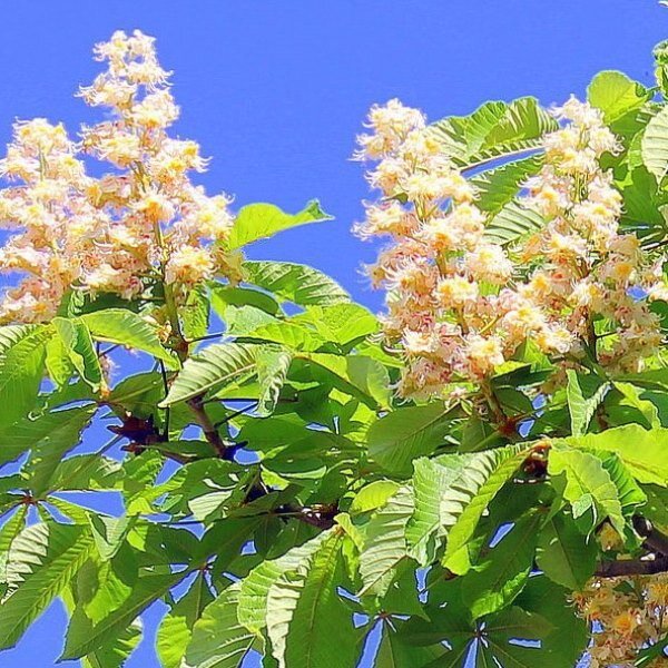 конский каштан гибридный. саженцы каштана. конский каштан росток. каштан конский изменчивый пендулифолия. каштан посевной съедобный.