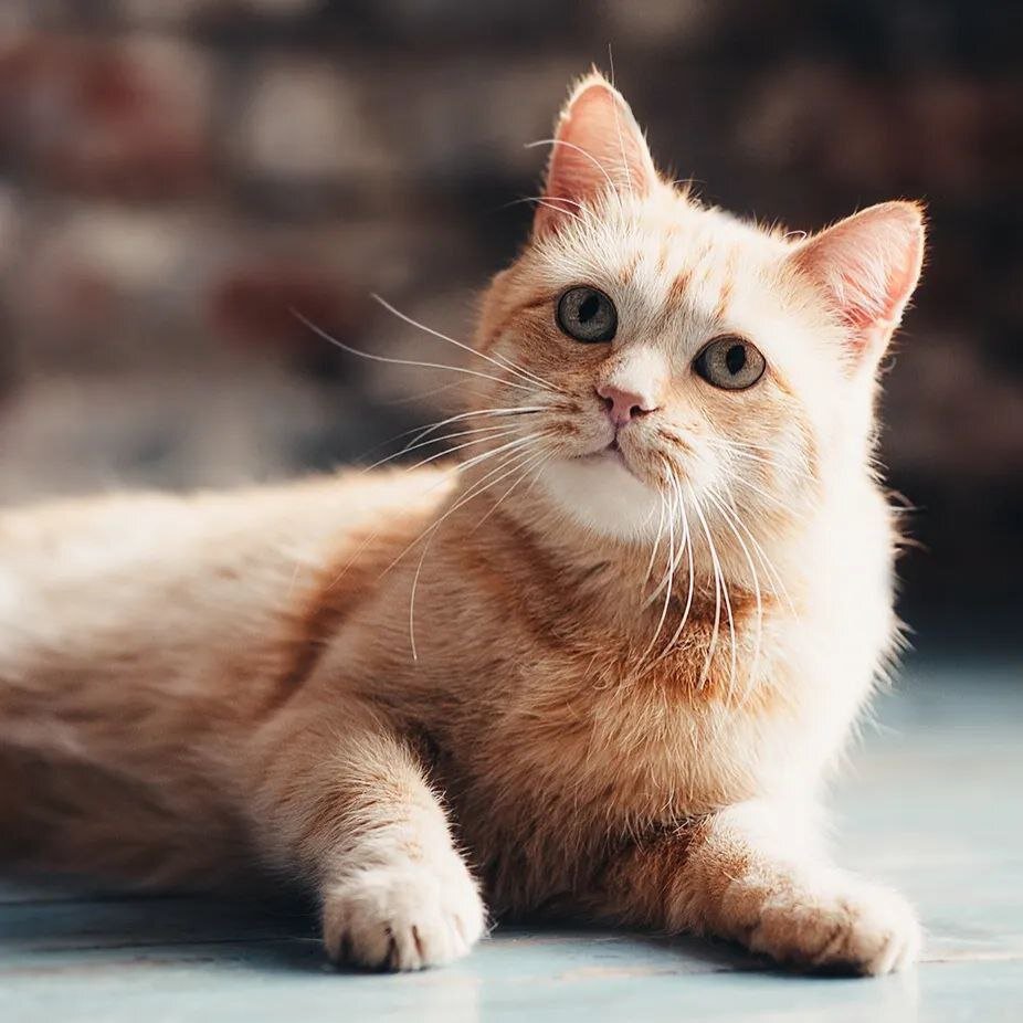 Кошка с войны 