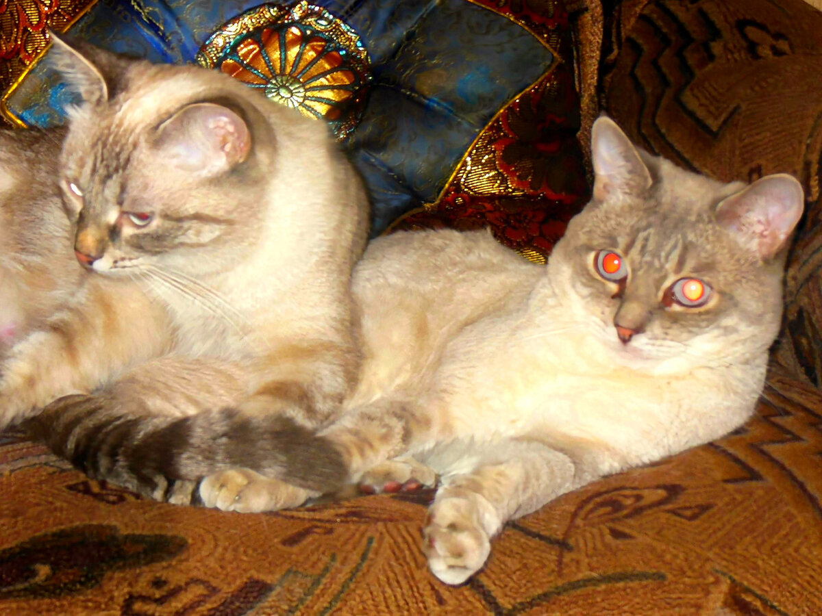 Лола и Жиган.