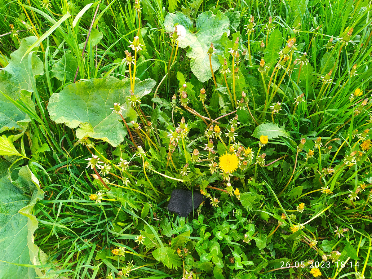 Фото автора ну что тут такого обычные одуванчики а вот профессор кислых щей так не считает 