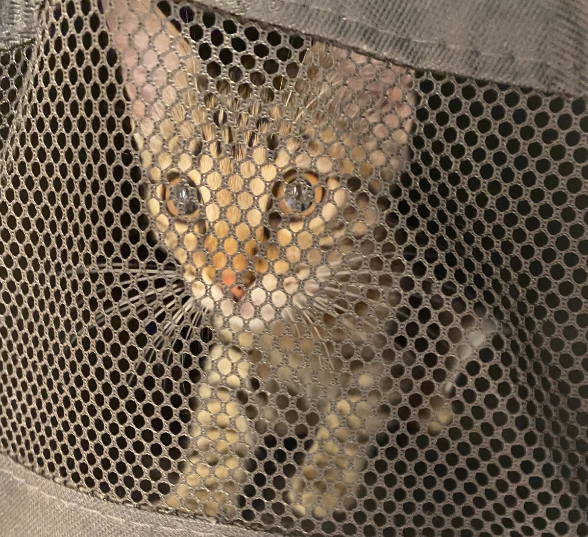 Первое путешествие в переноске