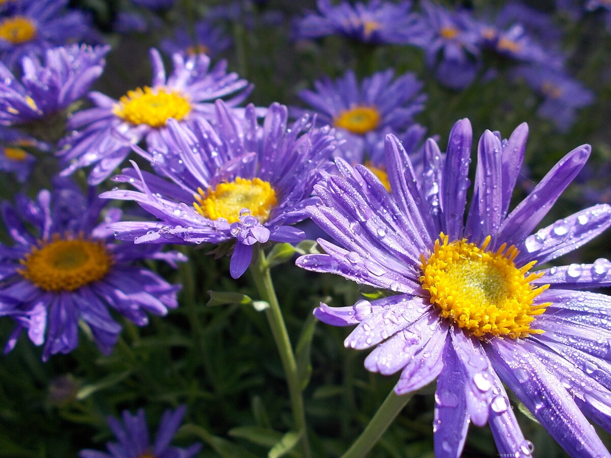 Ранняя многолетняя альпийская астра.