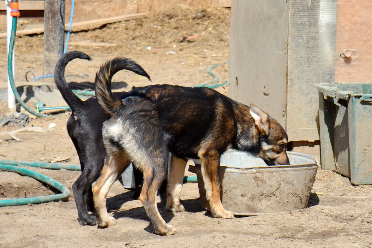Спасенные зоозащитниками щенки в приюте В Подмосковье. Они не будут бегать по улицам и ни на кого не нападут. Возможно, совсем скоро у них появится свой дом