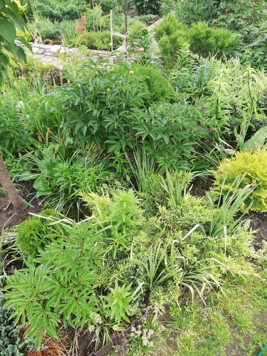 Среди хвойных торчат листья нарциссов, мускари и тюльпанов