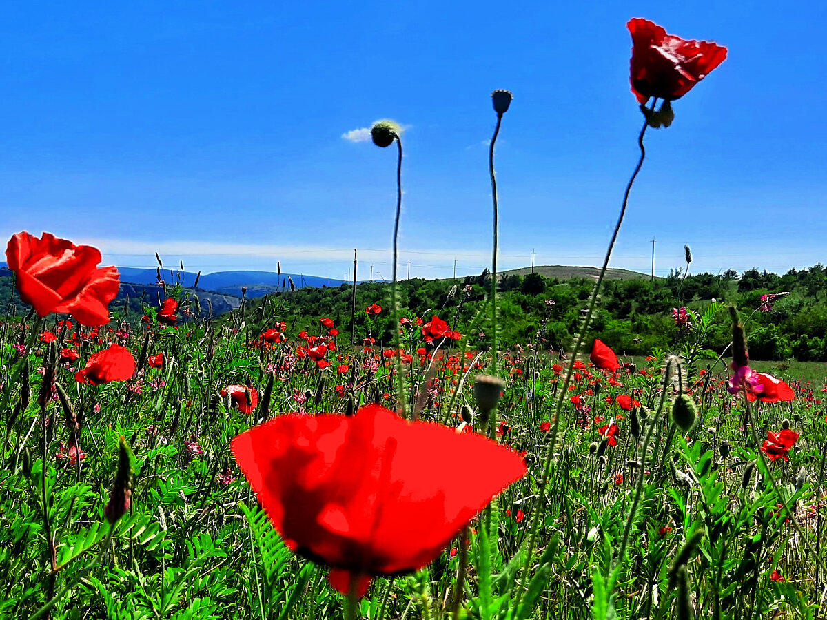 Маковые поля в Армении. Дикие маки в Крыму. Мак Альпийский Papaver alpinum. Маковые поля в Дагестане.