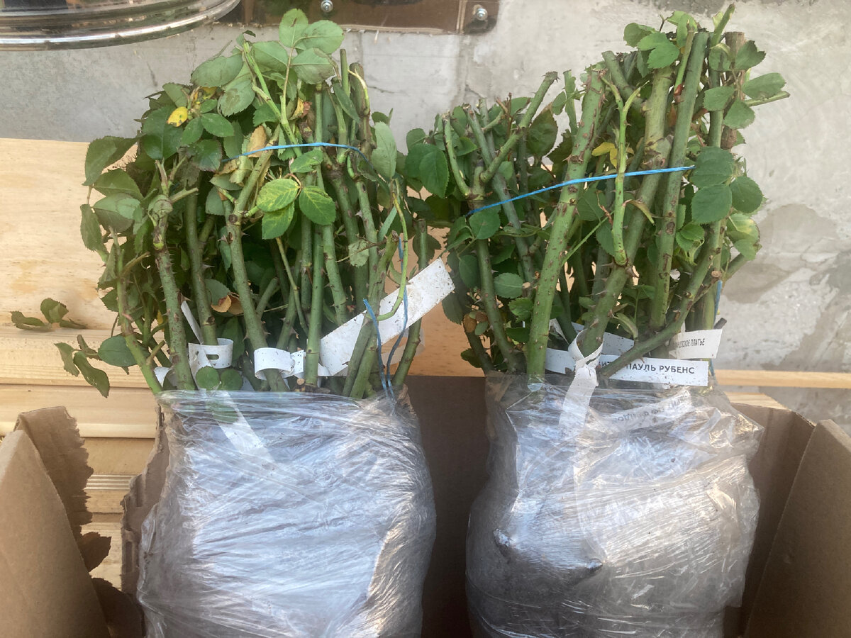 Как хороши, как свежи были розы!