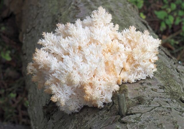 Ежовик альпийский (Hericium flagellum) фото и описание