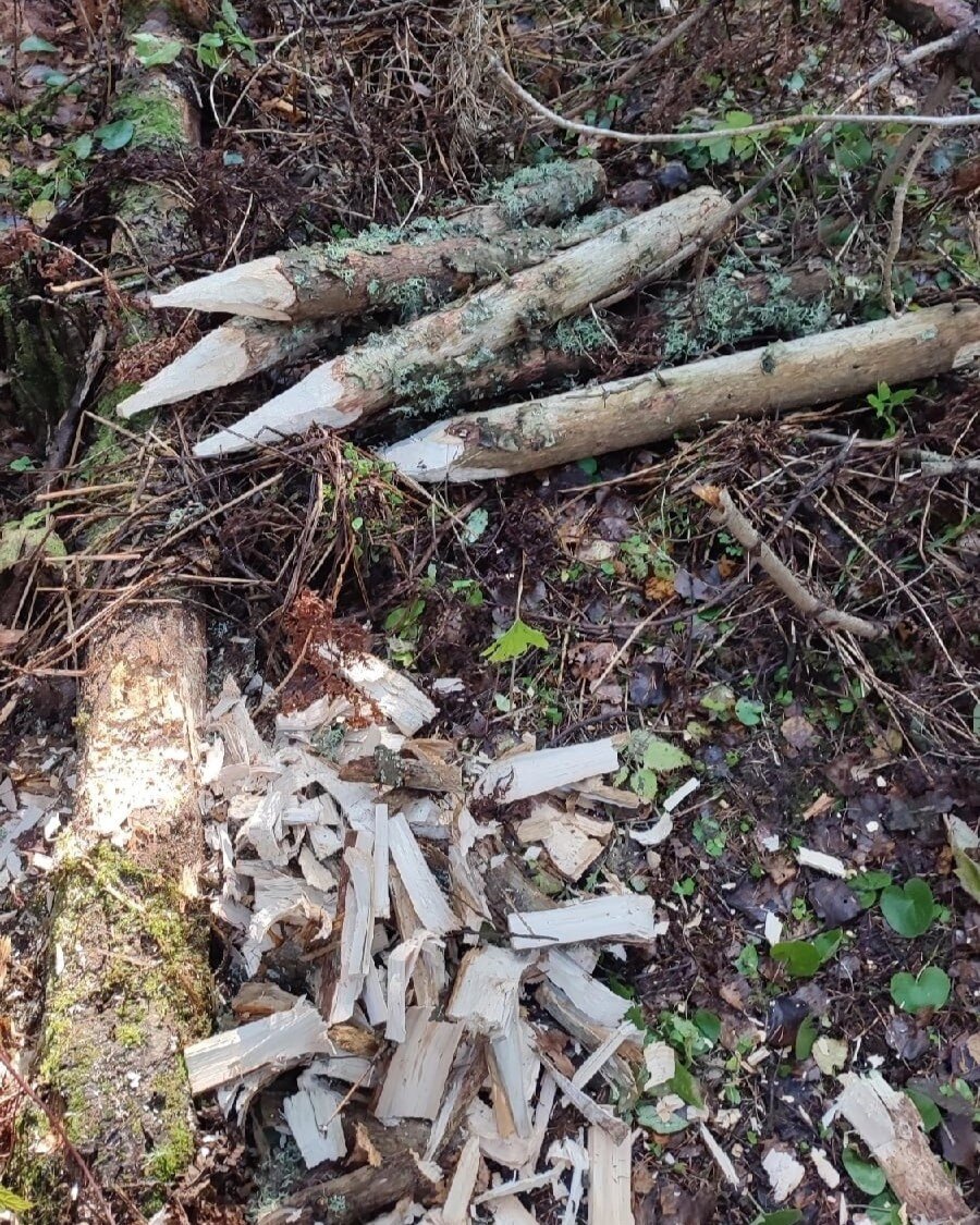 В тайге полным-полно сухого бурелома, который годится на стройматериалы.