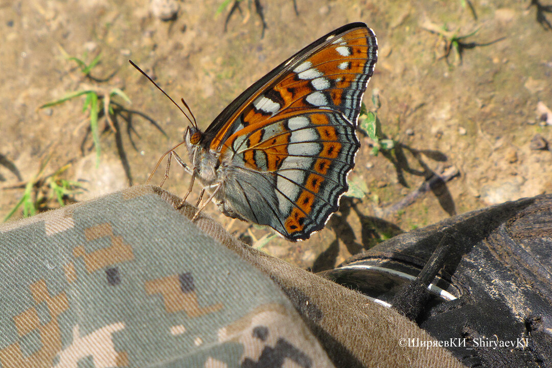 может напасть на фотографа