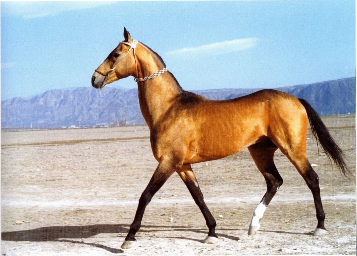 Источник: Artur.Baboev.com