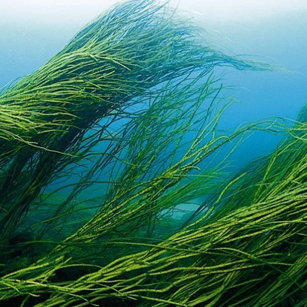водоросли из моря
