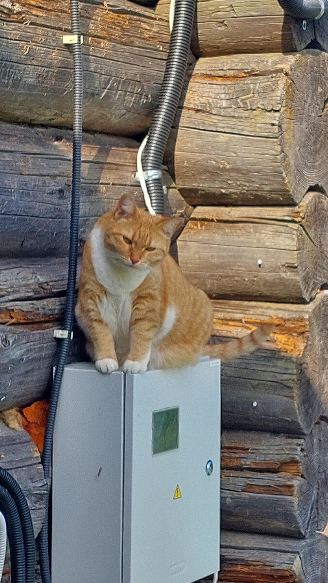 - Как слезть? - А зачем ты туда полезла?