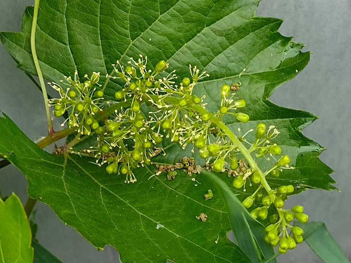 Цветущее соцветие 2023 винограда Фронтенак 