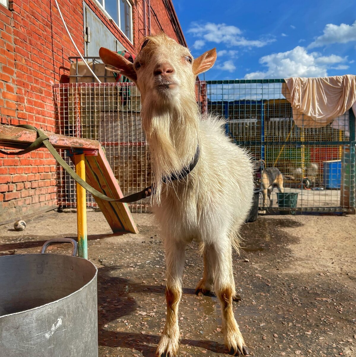 Красавчик Василий