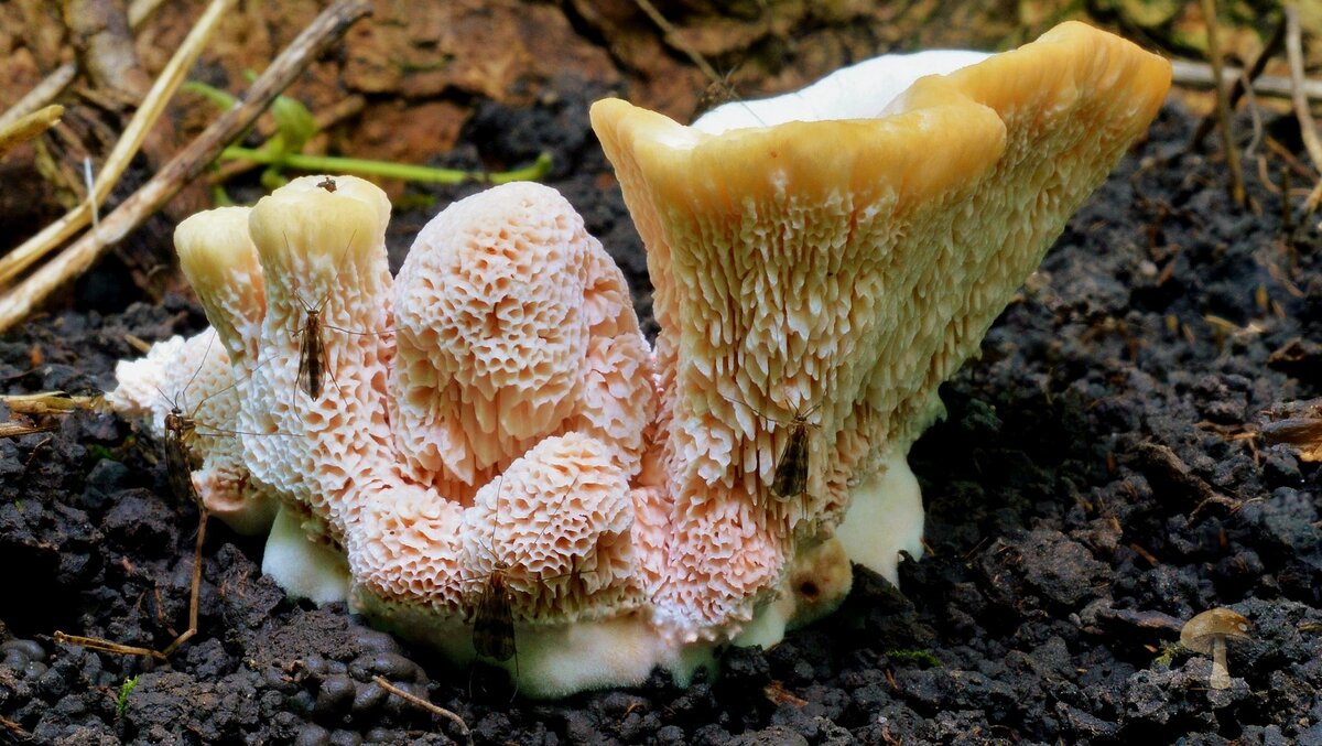 Абортипорус (Abortiporus biennis)