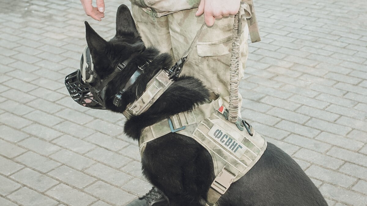     Сообщения о бомбах в различных организациях и учреждениях Петрозаводска поступали несколько дней подряд, сообщили в Госкомитете Карелии по ОЖ и БН.