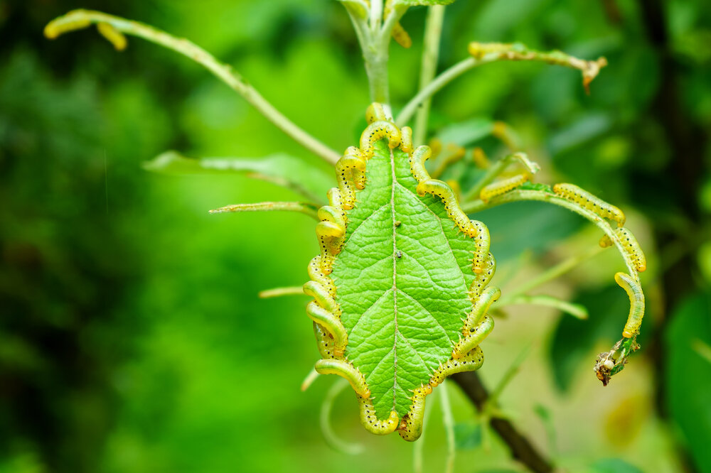    Гусеницы на листе яблони