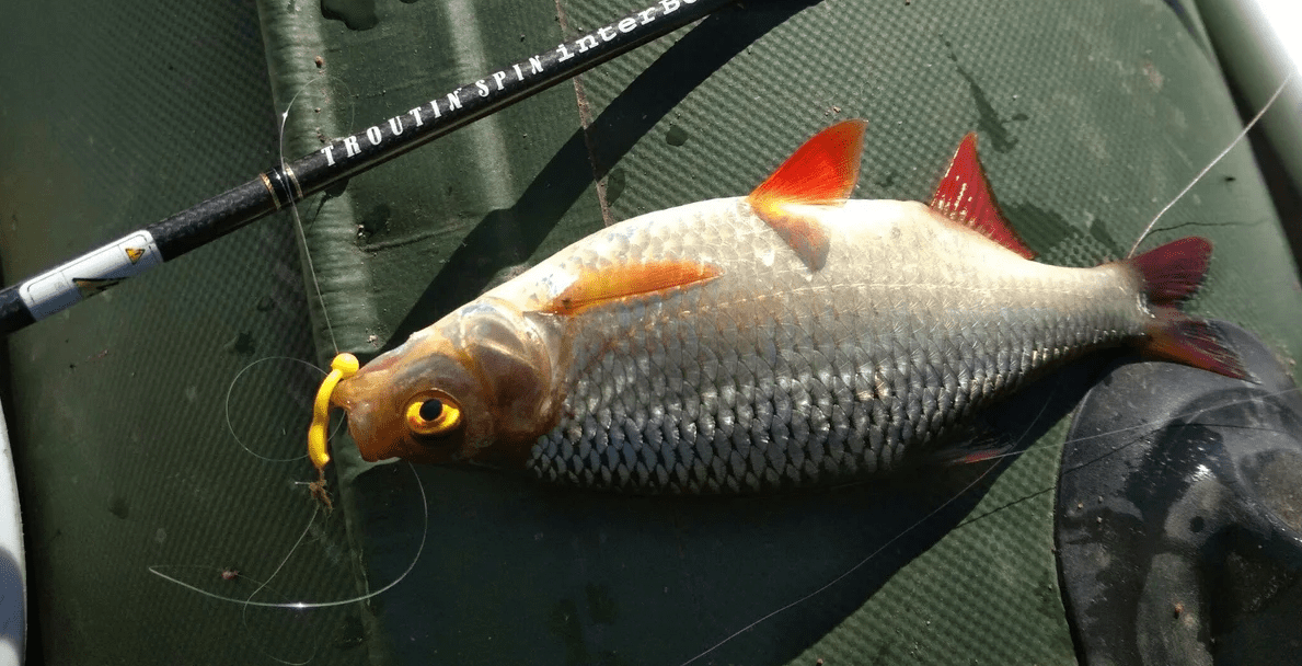 Фото с сайта: https://sazanya-bukhta.ru