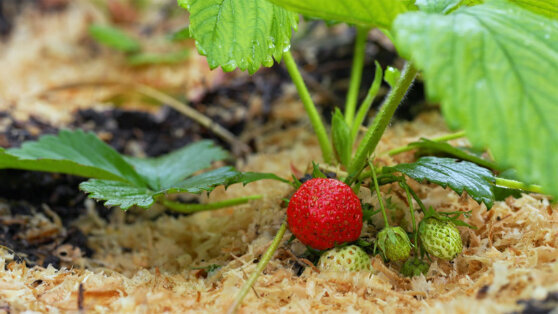    Агроном рассказала, есть ли польза в подкормке клубники дрожжами Иван Обухов