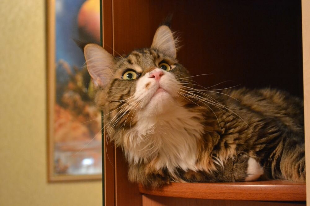 Фото из Интернета.