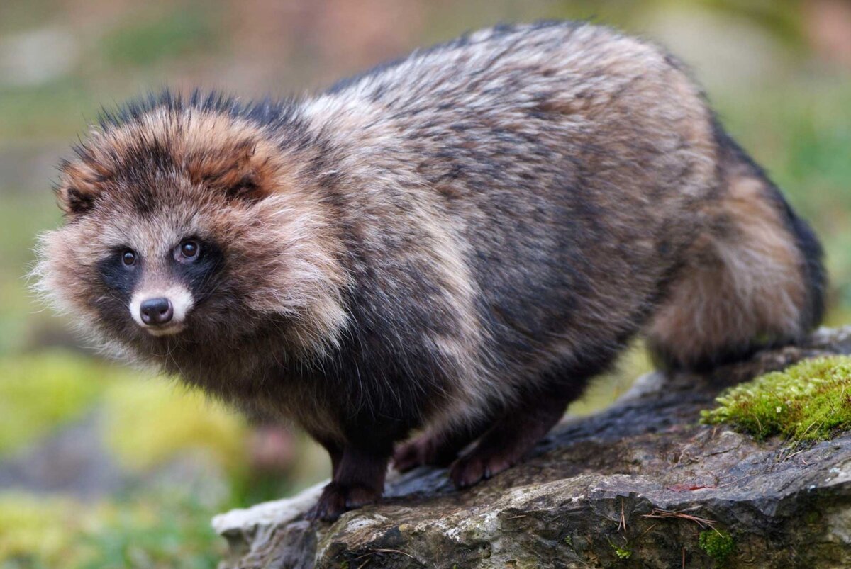 Фото из поисковой системы Яндекс