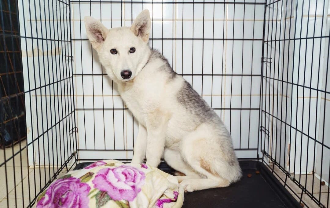 Красавчик Дек!