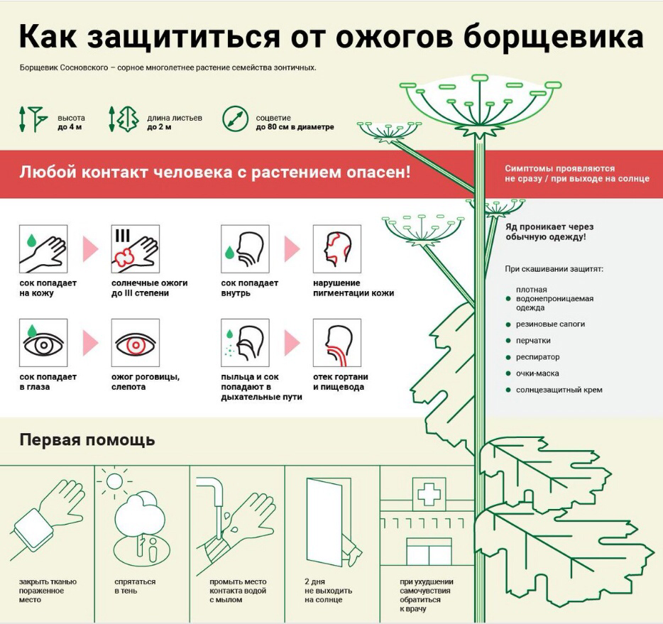Не забывайте о защите кожи от опасного воздействия этого растения! 
